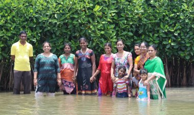 Mangrove Ecosystems: Nature's Living Shield Against Climate Change and Coastal Disasters