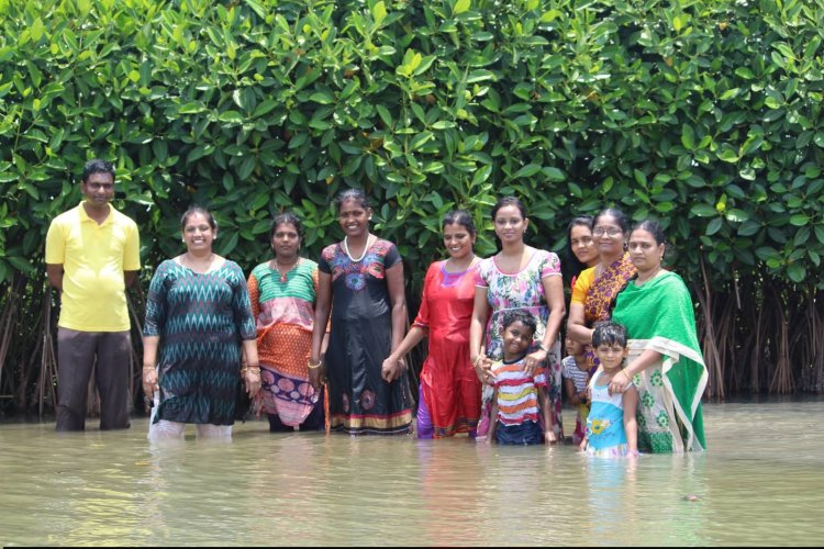 Mangrove Ecosystems: Nature's Living Shield Against Climate Change and Coastal Disasters